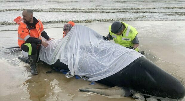 Nuova Zelanda, branco di balene si spiaggia sulla penisola di Coromandel: è strage