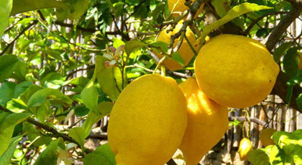 Vietri sul Mare, scoperti gli elementi che rendolo il limone di Amalfi IGP: presentato lo studio della Cattolica di Milano