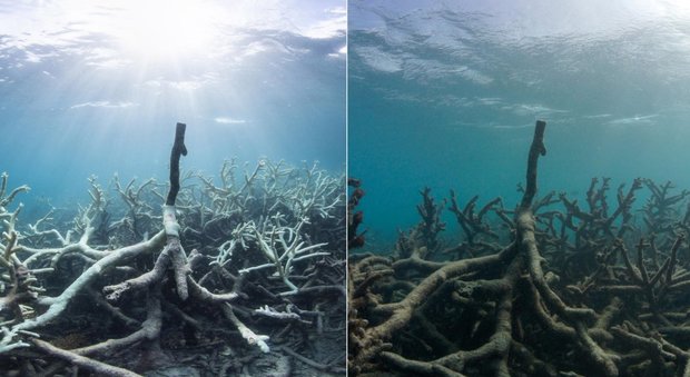 Australia, la grande barriera corallina è morta