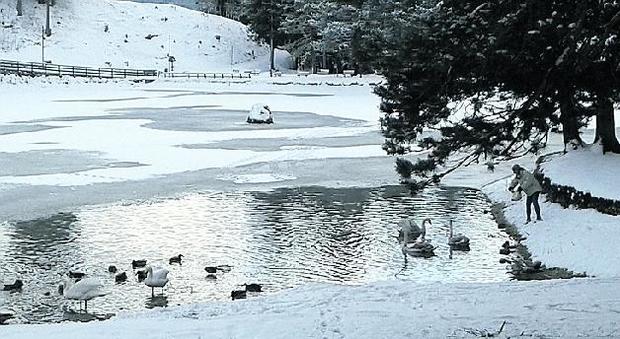 Cigni affamati nel lago gelato: vietato nutrirli. La rivolta dei turisti: «Mai più lì»