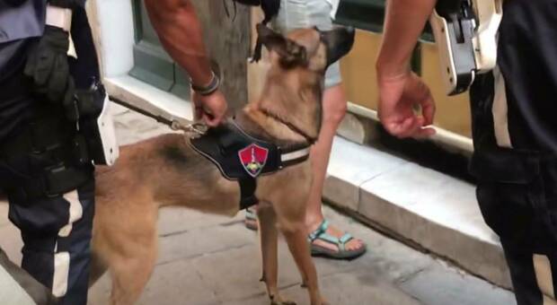 Spacciatore reatino arrestato dalla polizia grazie al cane antidroga