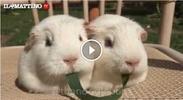 Il video Tiro alla fune tra conigli....con finale romantico
