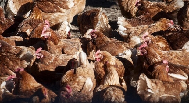"Guerra ai polli", stop definitivo al maxi allevamento: proteste per i timori di puzza, spargimenti di pollina e invasione di mosche