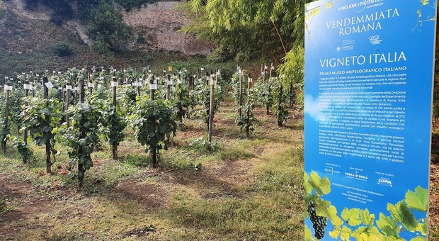 Roma, all’Orto Botanico al via la Vendemmia per il primo vino realizzato con le uve autoctone di tutte le regioni d’Italia