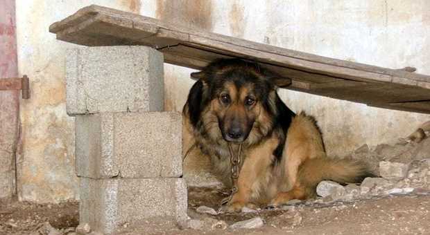 Cani maltrattati nel Casertano: trovati con le catene strette al collo