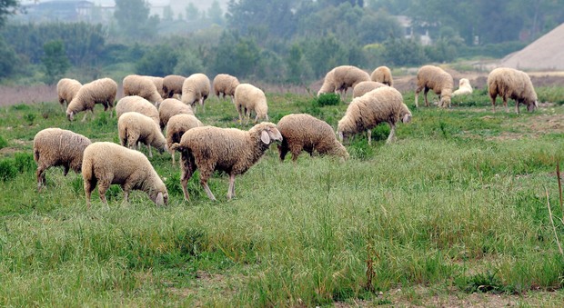 Abruzzo, macellazione clandestina: i Nas salvano 40 agnelli
