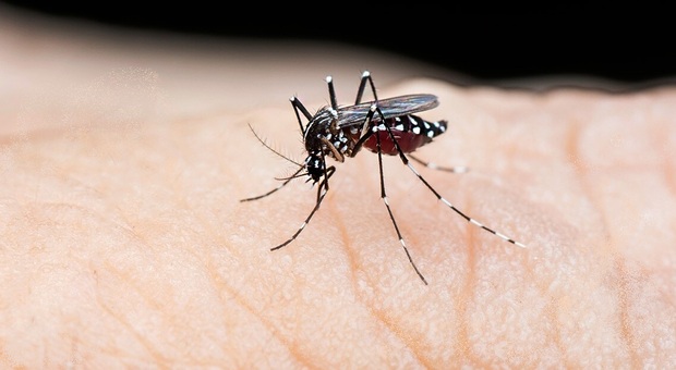 Febbre Dengue, caso accertato al Circeo: disposta disinfestazione straordinaria. Trasmessa all'uomo dalle zanzare