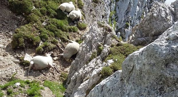 Fulmine killer sulle pecore a cima Venal, il recupero delle carcasse è un'odissea