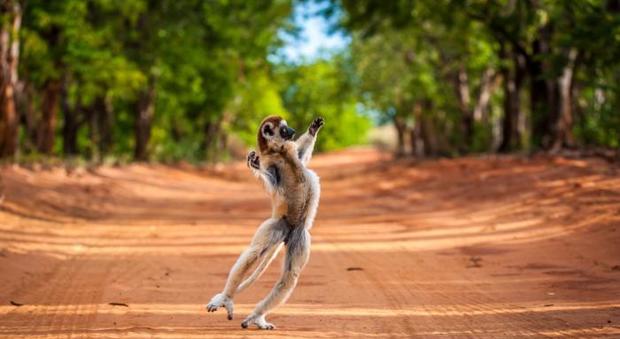 Come in Madagascar, ecco il lemure che "balla"