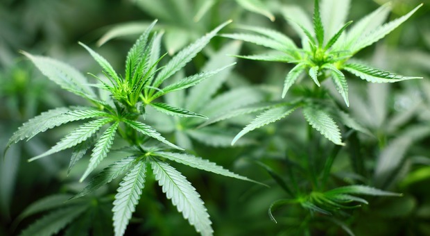 Cannabis, piantagione illegale di 103 esemplari sequestrata dalla Guardia di finanza