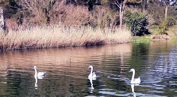 Terni. Sul lago di Piediluco arrivano altri cigni "Penelope" e "Ulisse" non sono più soli