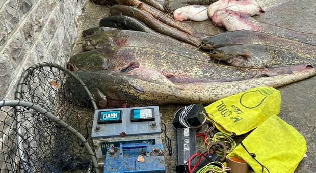 Baschi. Usavano elettrostorditori per pescare illecitamente nel Tevere, sequestrati 3 quintali di pesce e denunciate cinque persone