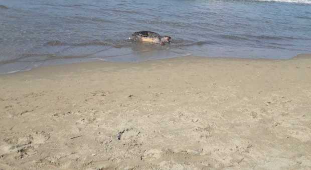Tartaruga spiaggiata a Varcaturo, bagnanti sotto choc