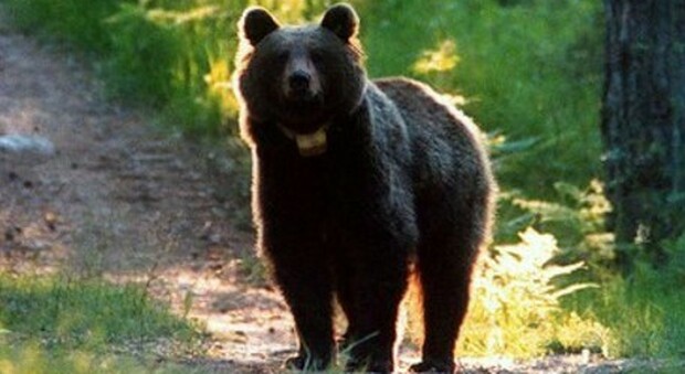 Il Tar di Trento sospende l'ordinanza di cattura per l'orsa del Peller. (immagi pubbl da Ansa)