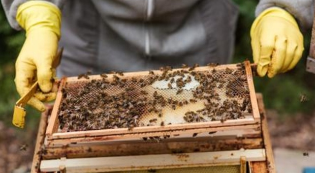 Assalito e punto da uno sciame d'api: apicoltore gravissimo in ospedale