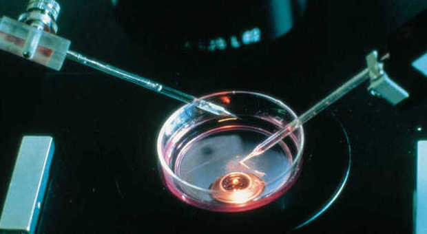 Scambio di embrioni, provette maneggiate da almeno 3 persone. I Nas acquisiscono i documenti