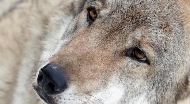 Strage di lupi nel Parco d'Abruzzo: è mistero sulle cause