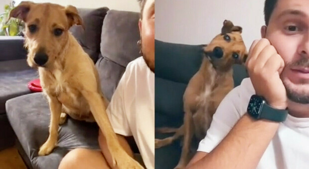 Pubblica la curiosa reazione del suo cane quando pronuncia la parola calle e il video diventa virale su TikTok