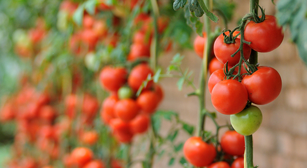 Falsi pomodori biologici: sequestri per oltre 10 quintali