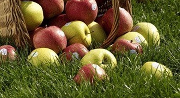 Operazione Biancaneve: a Roma 49 mele su 50 prive di pesticidi