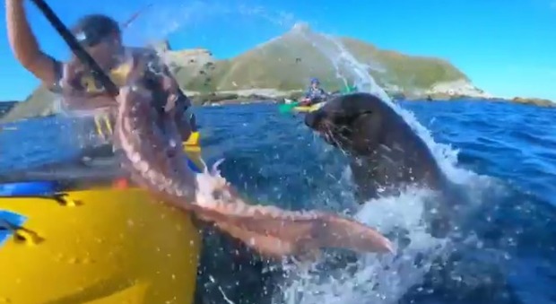 Calamaro in fuga da una foca schiaffeggia un turista in kayak