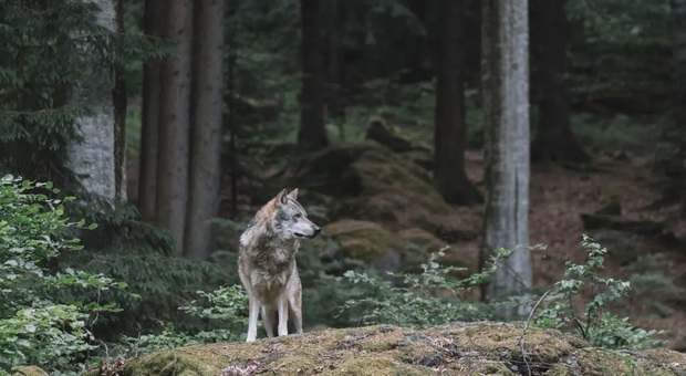 Un lupo sceso a valle