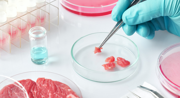 Ddl carne artificiale: il 94% dei pugliesi dice no ai cibi in provetta