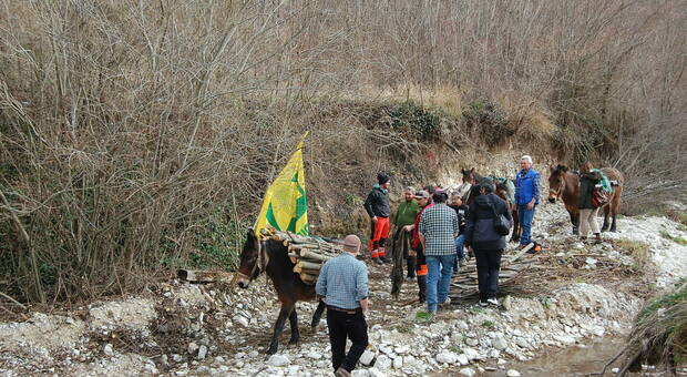 A Cantiano chiusi i corsi di formazione per condurre il mulo a raccogliere legna sul greto dei fiumi