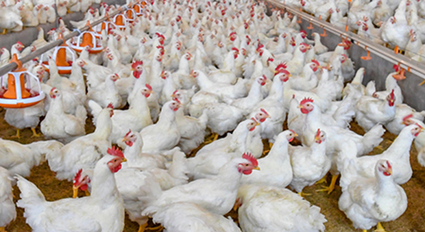 Influenza aviaria in Veneto: 20 focolai nel veronese