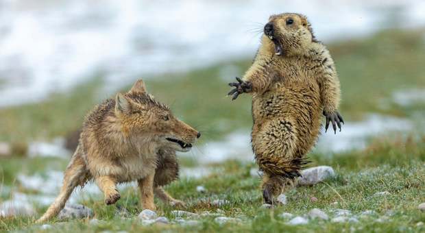 immagine La volpe che soprende la marmotta e le altre foto vincitrici del Wildlife Photographer of the Year