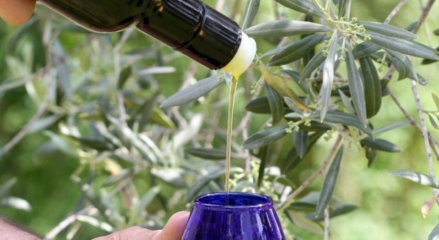 Sempre più olivi: li coltivano 800 aziende, weekend di festa a Oleis