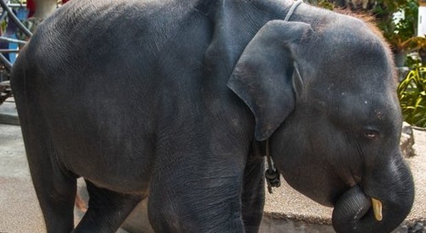 Morta Dumbo, l'elefantina costretta a ballare in uno zoo con le zampe spezzate