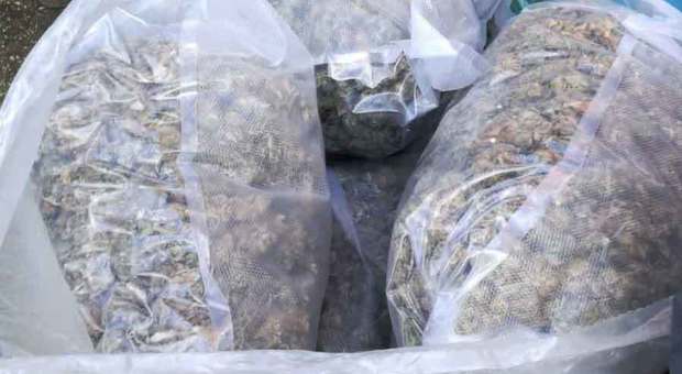 Droga, quasi 25 chili di marijuana sequestrati nel Napoletano