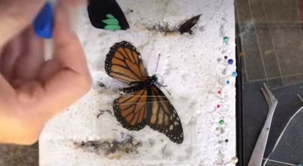 Usa, una farfalla torna a volare grazie a un trapianto d'ala Video Foto