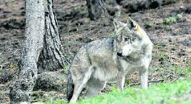 L'allarme in Valnerina per gli attacchi dei lupi sempre più frequenti, tensione tra gli allevatori