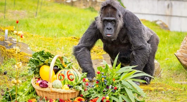 Fatou con il cesto di frutta offerto dallo zoo (immag diffuse dallo Zoo di Berlino sui social)