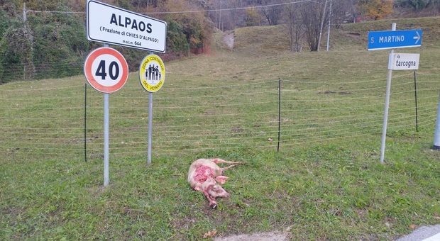 La pecora sbranata in Alpago