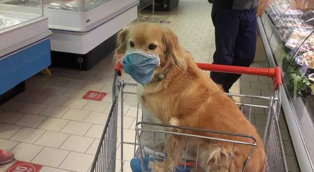 Cane con mascherina al supermercato, ma un cliente protesta: «Non è igienico»