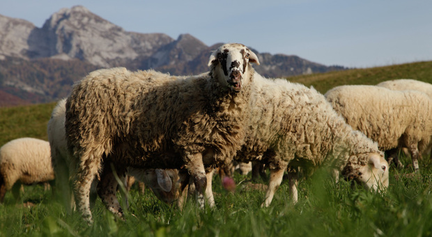 Trasporto di agnelli dall’est in condizioni pessime: sanzione di 6500 euro al conducente