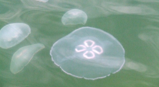 Meduse nel mare di Trieste