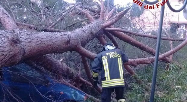 Roma, crolla un albero a Torre Maura: due auto distrutte ma nessun ferito un altro pino plana a Guidonia Montecelio