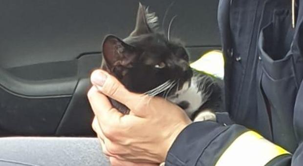 Gattina abbandonata in autogrill: salvata dagli agenti della Polstrada Foto