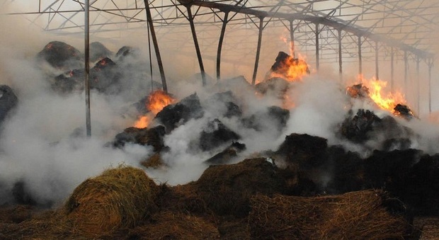 A fuoco cento rotoballe di fieno: vanno in fumo migliaia di euro