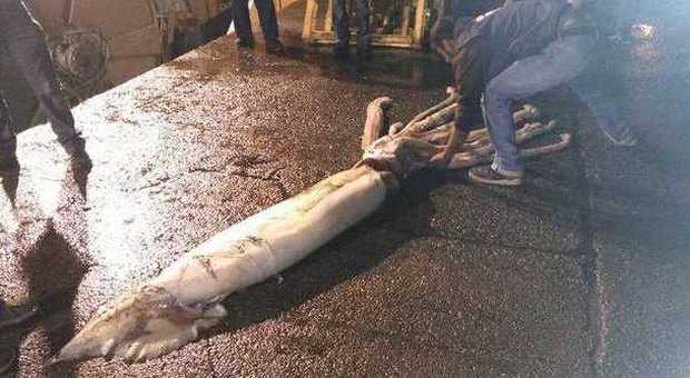 Calamaro gigante di 150 kg pescato in Spagna: "Troppo grande, non si può conservarlo"