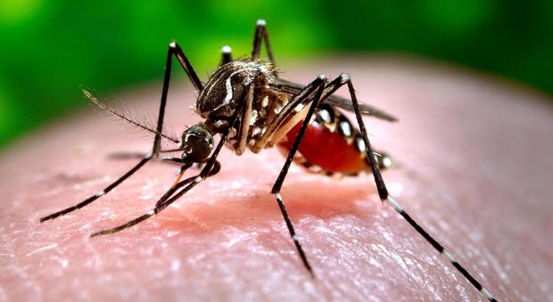 Chikungunya, primo caso in Lombardia: infettata una ragazzina di 13 anni
