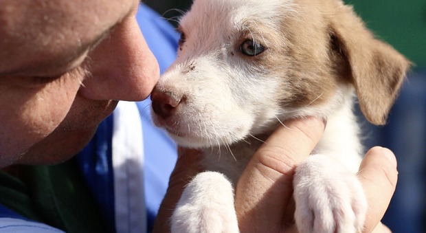 Napoli, la casa dei cuccioli abbandonati: «L'amore non si compra, si adotta» | Video