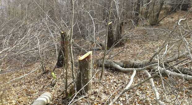 Monte Faito, i proprietari delle ville abbattono alberi: area sequestrata