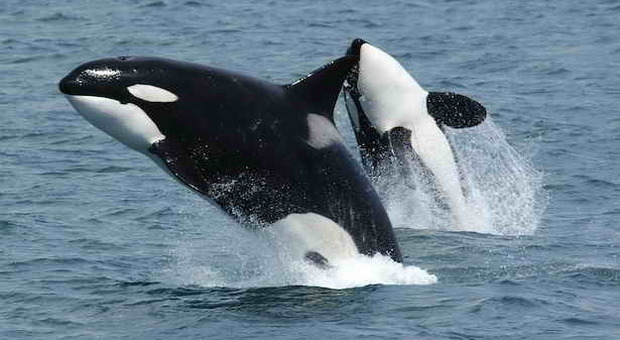 La commovente storia dell’orca e del cucciolo