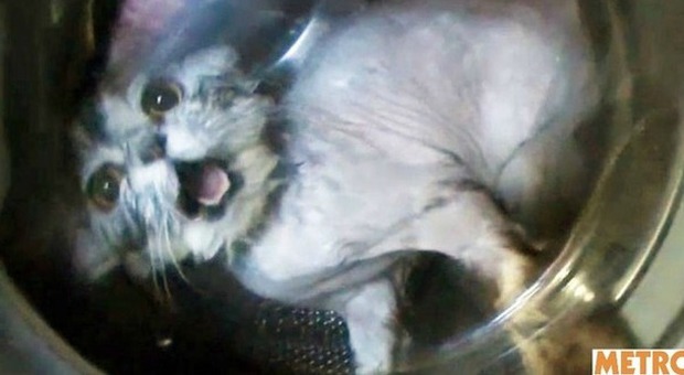 Il gattino terrorizzato gettato in una lavatrice da due ragazzi: ecco che fine ha fatto
