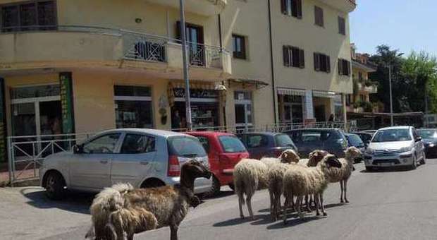 Pecore scappano dal gregge, traffico in tilt a Caserta